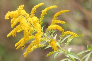 Heilpflanze: Goldrute