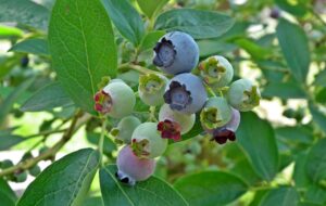 Die Kraft der Heidelbeere