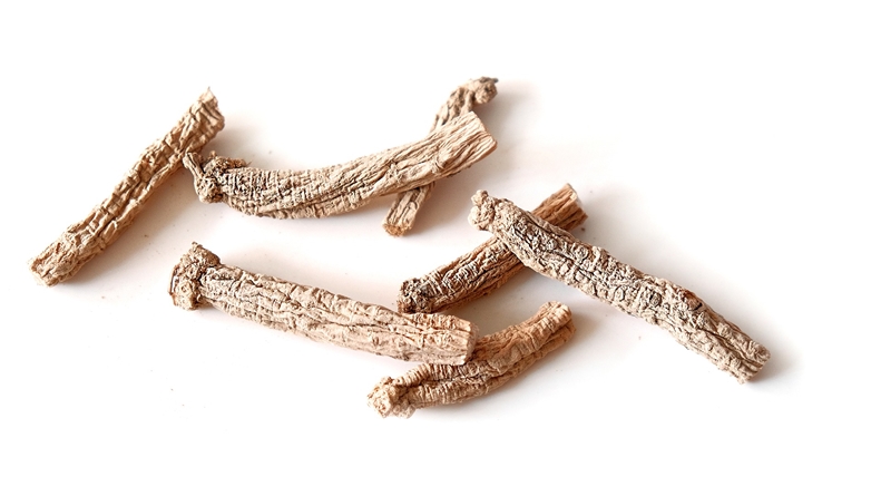 Heilpflanze Ginseng