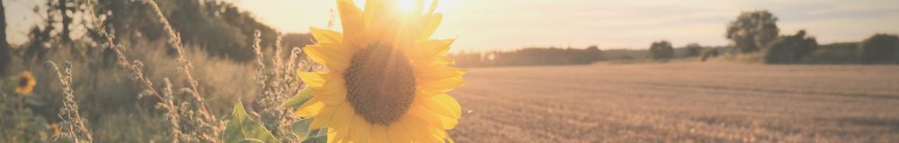 Sonnenuntergang Spätsommer mit Sonnenblume im Vordergrund
